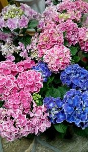 今年の母の日は５月１０日！ご存知でしたか？|「田中花店」　（兵庫県赤穂市の花屋）のブログ